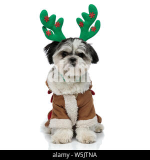 Cute shi tzu wearing reindeer antlers et costume chaud assis sur fond blanc Banque D'Images