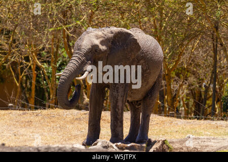 L'éléphant, Loxodonta africana, mouillé de gouttes d'eau potable de l'eau à Serena Sweetwaters Tented Camp, Ol Pejeta Conservancy, Kenya, Africa Banque D'Images