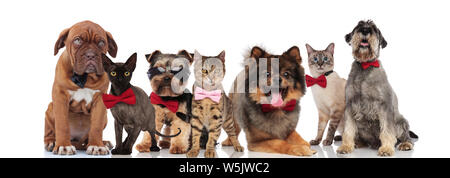 Équipe de sept animaux adorables portant des lunettes et bowties debout, assise et couchée sur fond blanc Banque D'Images