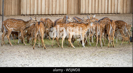 De nombreuses jachères cerfs tachetés mignon manger ensemble on regarde vers l'appareil photo . Banque D'Images