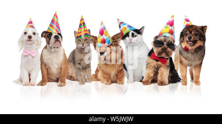 Belle anniversaire animaux portant des chapeaux colorés en position debout et assis sur fond blanc Banque D'Images