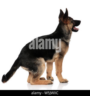 Vue arrière de l'allemand à shepard excité jusqu'à côté pendant qu'assis sur fond blanc Banque D'Images