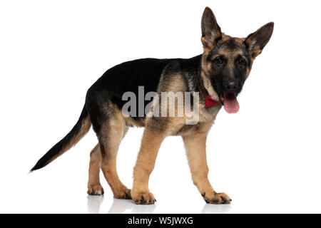 Vue latérale du cute German Shepard wearing red bowtie haletant et marche sur fond blanc Banque D'Images