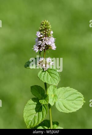 Le Mandarin, Mentha piperita Pfefferminze, x. Mitcham Banque D'Images