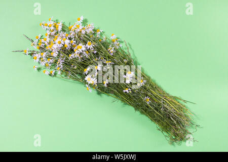 Bouquet de fleurs de camomille fraîchement cueillies sur fond jaune Banque D'Images
