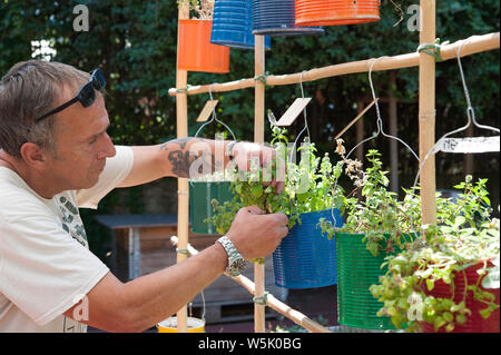 Eaux jardinier les herbes aromatiques dans des seaux recyclés, suspendu à un treillis de bambou. Banque D'Images
