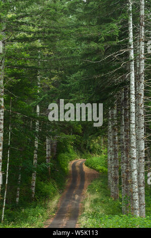 Ou : Lane Comté, Coast Range, forêt nationale de Siuslaw, cinq rivières. NFS pavée (National Forest Service) lane through forest Banque D'Images