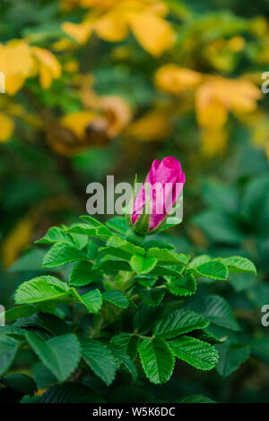 Beau bouton de rose Bush entre les feuilles, un jardin de fleurs. Banque D'Images