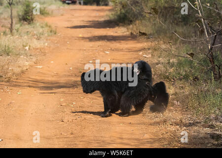 Ours, Melursus ursinus, mère avec des petits, le Parc National de Tadoba Andhari, Chandrapur, Maharashtra, Inde Banque D'Images