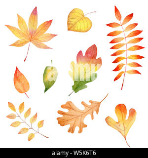 Saison d'automne forêt leafage aquarelle illustrations tramées. Divers Meubles de feuillage, herbier naturel isolé sur fond blanc. Une couleur Banque D'Images