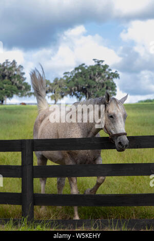 Beaux chevaux de l'élevage de chevaux sur un ranch en Floride centrale Banque D'Images