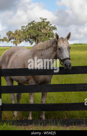 Beaux chevaux de l'élevage de chevaux sur un ranch en Floride centrale Banque D'Images