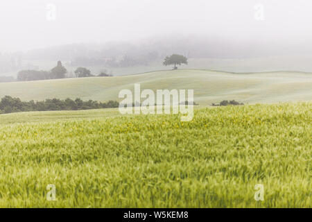 Printemps paysage brumeux idyllique avec un arbre sur la colline en Toscane, Italie Banque D'Images