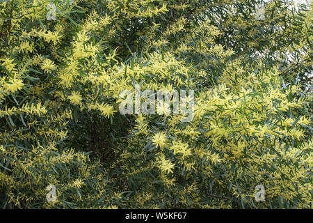 Or Sydney Wattle Acacia longifolia est de l'Australie Banque D'Images