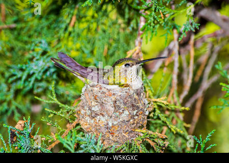 Femme à queue large (colibri Selasphorus platycercus) assis sur son nid dans Rocky Mountain Juniper tree, Castle Rock Colorado nous. Photo prise en juin. Banque D'Images