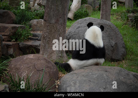 Wang Wang panda dans le Zoo d'Adélaïde Banque D'Images