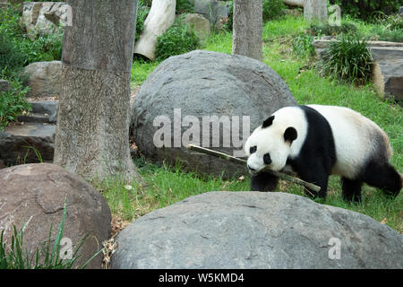 Wang Wang panda dans le Zoo d'Adélaïde Banque D'Images