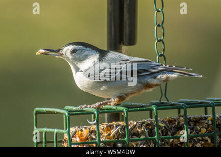 Sittelle à poitrine fête de Pentecôte à une mangeoire pour oiseaux. La sittelle à poitrine blanche (Sitta carolinensis) est un petit passereau de la famille sittelle Banque D'Images