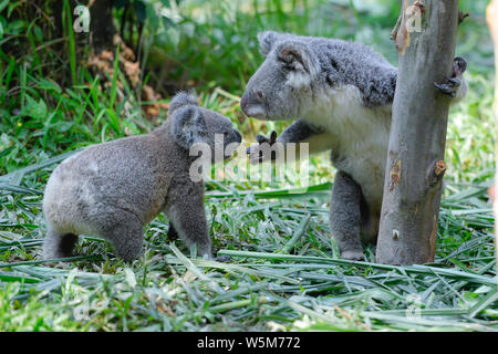 Les Koalas sont illustrés à la Guangzhou Chimelong Park Safari dans la ville de Guangzhou, province du Guangdong en Chine du sud, le 29 avril 2019. Le premier parc safari Banque D'Images