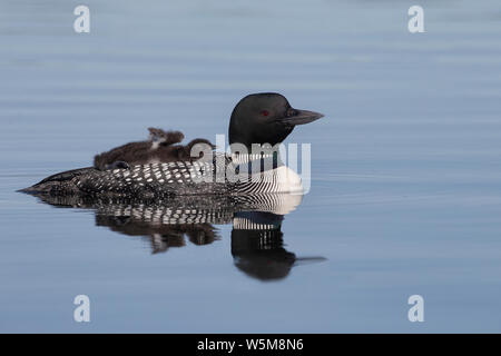 Plongeon huard (Gavia immer), des profils avec équitation chick stretching Banque D'Images