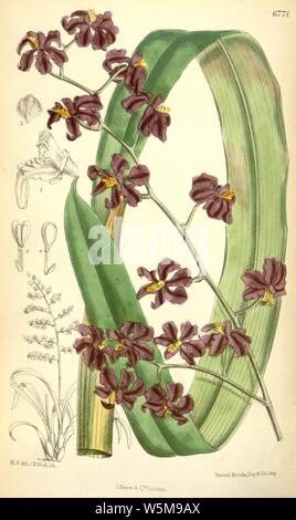 Cyrtochilum edwardii (comme Odontoglossum edwardi) - Curtis' 110 (Ser. N° 3 40) pl. 6771 (1884). Banque D'Images