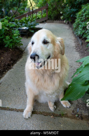 Un portrait golden retriever dog Banque D'Images