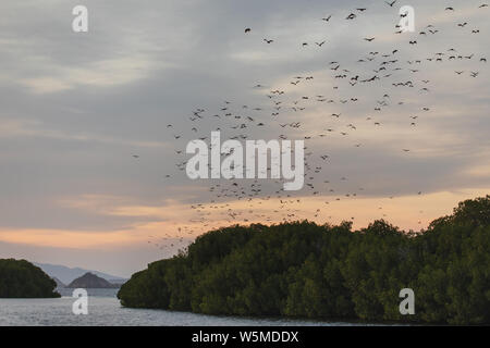 Fox bateau volant dans le ciel au coucher du soleil. Flying Fox Island ou variable flying fox (Pteropus hypomelanus). Les chauves-souris quittent l'île Kalong continentale pour tous les soirs, je Banque D'Images