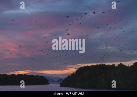 Fox bateau volant dans le ciel au coucher du soleil. Flying Fox Island ou variable flying fox (Pteropus hypomelanus). Les chauves-souris quittent l'île Kalong continentale pour tous les soirs, je Banque D'Images