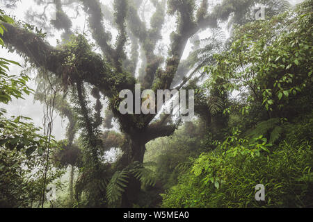 Forêt mystique. Grand vieil arbre couvert de plantes et de fougères parasite dans la forêt tropicale indonésienne Banque D'Images
