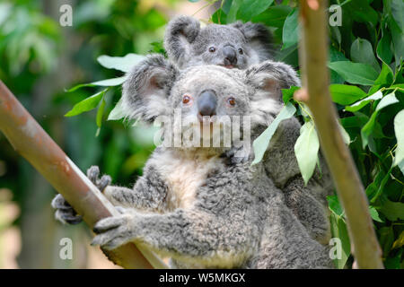 Les Koalas sont illustrés à la Guangzhou Chimelong Park Safari dans la ville de Guangzhou, province du Guangdong en Chine du sud, le 29 avril 2019. Le premier parc safari Banque D'Images