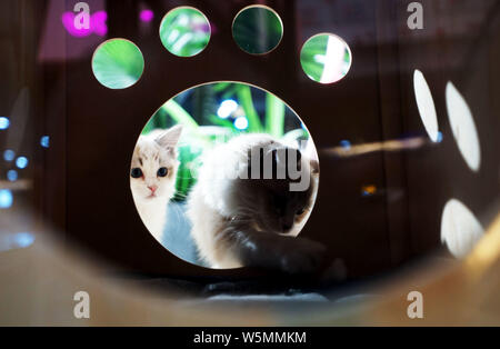 Vue sur le château de chat à Tianjin, Chine, le 7 avril 2019. Le Château de chat ouvert à un shiopping mall à Tianjin, Chine, le 7 avril 2019. Vous pouvez voir grand Banque D'Images