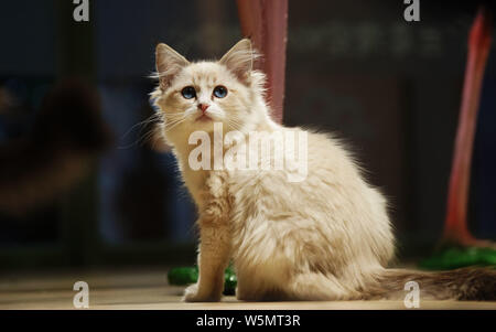 Vue sur le château de chat à Tianjin, Chine, le 7 avril 2019. Le Château de chat ouvert à un shiopping mall à Tianjin, Chine, le 7 avril 2019. Vous pouvez voir grand Banque D'Images