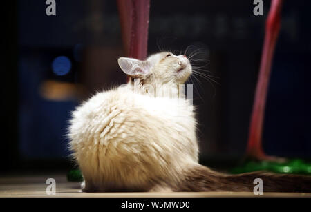 Vue sur le château de chat à Tianjin, Chine, le 7 avril 2019. Le Château de chat ouvert à un shiopping mall à Tianjin, Chine, le 7 avril 2019. Vous pouvez voir grand Banque D'Images