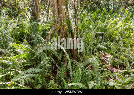 Fort ft. Lauderdale Florida,Coral Springs,Tall Cypress Natural Area,fougères marécagères,figuier à langer,espèces indigènes,plante,écologie,écosystème,végétation,ha Banque D'Images