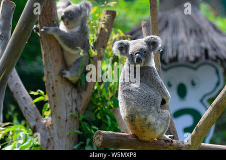 Les Koalas sont illustrés à la Guangzhou Chimelong Park Safari dans la ville de Guangzhou, province du Guangdong en Chine du sud, le 29 avril 2019. Le premier parc safari Banque D'Images