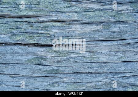 Détail de Driftwood gris log montrant des fissures profondes et modèle droit bon pour l'arrière-plan. Journal de plage sur la côte ouest de l'île de Vancouver, BC Banque D'Images