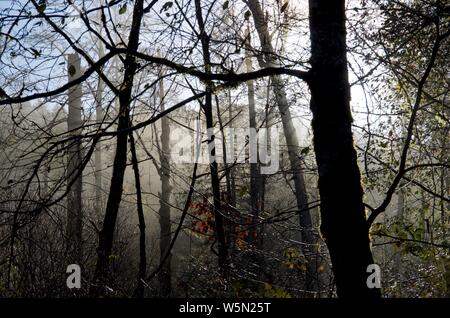 Les arbres d'automne silhouette sur le matin le brouillard dans la vallée, Goldstream Park, British Columbia. Banque D'Images