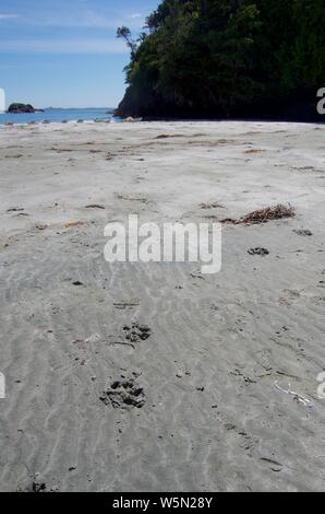 Plage de sable à Point robuste, l'île de Vancouver, C.-B., avec pistes en premier plan et kayaks échoués dans l'arrière-plan. Prise de vue au grand angle. Banque D'Images