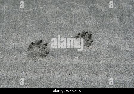 Des pistes dans le sable humide sur une plage de la péninsule de Brookes, l'île de Vancouver, Colombie-Britannique. Banque D'Images