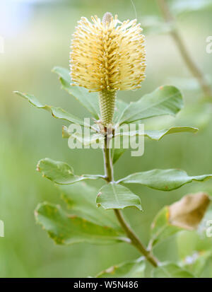 Beauté - Banksia Banksia Integrifolia de fleurs sauvages indigènes australiens Banque D'Images