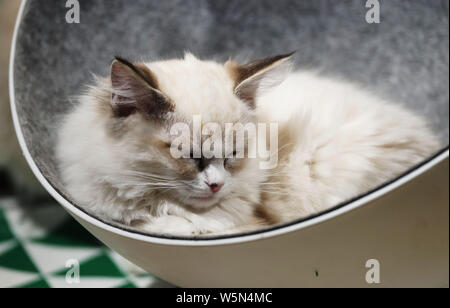 Vue sur le château de chat à Tianjin, Chine, le 7 avril 2019. Le Château de chat ouvert à un shiopping mall à Tianjin, Chine, le 7 avril 2019. Vous pouvez voir grand Banque D'Images