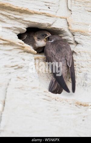 Sand Martins (Riparia riparia), l'alimentation, de l'Ems, Basse-Saxe, Allemagne Banque D'Images