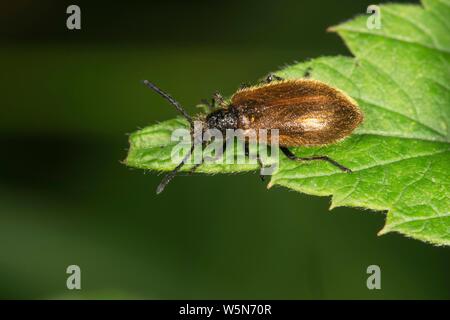 Darkling beetle Lagria hirta) (sur une feuille d'ortie (Urtica), Bade-Wurtemberg, Allemagne Banque D'Images