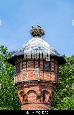 Les jeunes cigognes blanches (Ciconia ciconia) dans le nid sur le toit d'une tour de l'eau dans le village européen, Ruhstadt village stork, Prignitz Banque D'Images