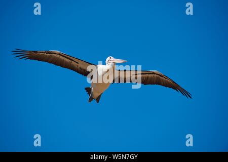 Pelican (Pelecanus conspicillatus australienne), voler, Australie Banque D'Images