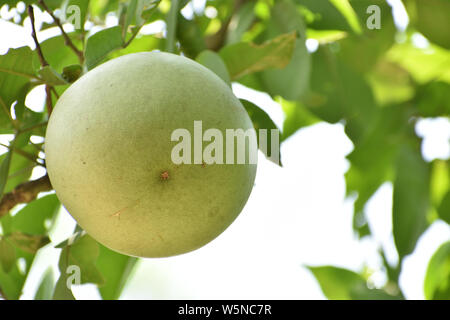 Apple Apple bois pierre,fruit cru Banque D'Images