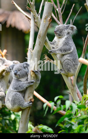 Les Koalas sont illustrés à la Guangzhou Chimelong Park Safari dans la ville de Guangzhou, province du Guangdong en Chine du sud, le 29 avril 2019. Le premier parc safari Banque D'Images