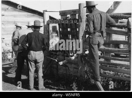 Stock manutention chez Wind River Agence ; Portée et contenu : Cette image la vie des documents à l'Agence indienne de Wind River dans le Wyoming. Établie à l'origine en tant que la réserve Shoshone en 1868, dix ans plus tard, le nord de la bande d'Indiens Arapahoe ont également déplacé vers le bas. Banque D'Images