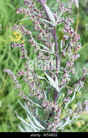 Artemisia vulgaris Armoise commune floraison d'allergènes Banque D'Images