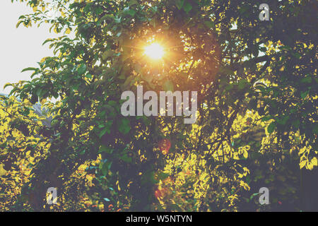 Le soleil brille à travers les feuilles d'un pommier. Verger au coucher du soleil la lumière. Un pommier en été. Nature fond Banque D'Images